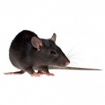 Chuột: Kẻ thù số 1 của máy cắt decal
